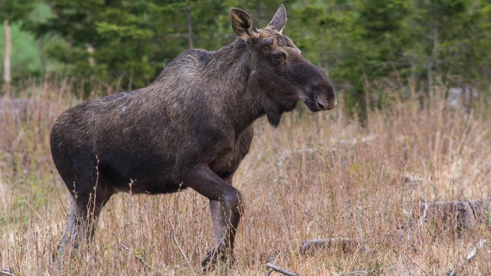 Lenke til artikkel: Snart elgjakt: Skogens konge blir stadig mindre