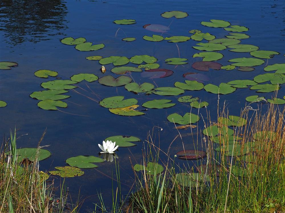 Bilde av blomsten hvit nøkkerose - Klikk for stort bilde