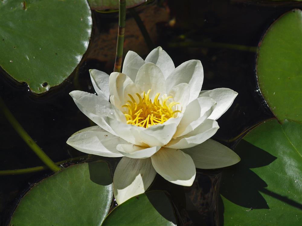 Bilde av blomsten hvit nøkkerose - Klikk for stort bilde