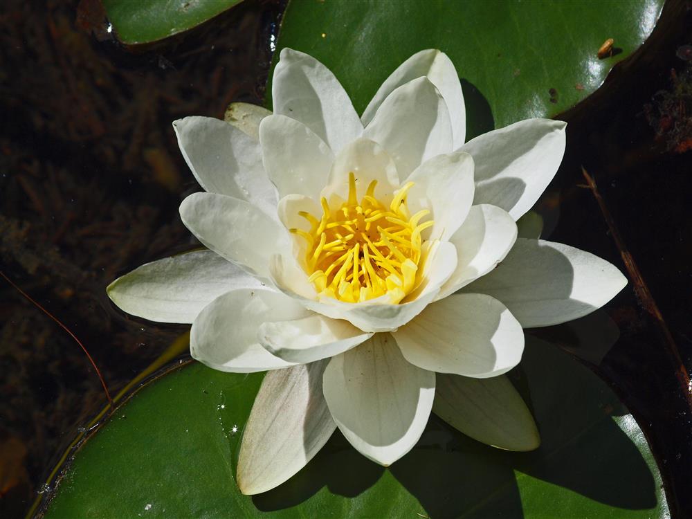 Bilde av blomsten hvit nøkkerose - Klikk for stort bilde